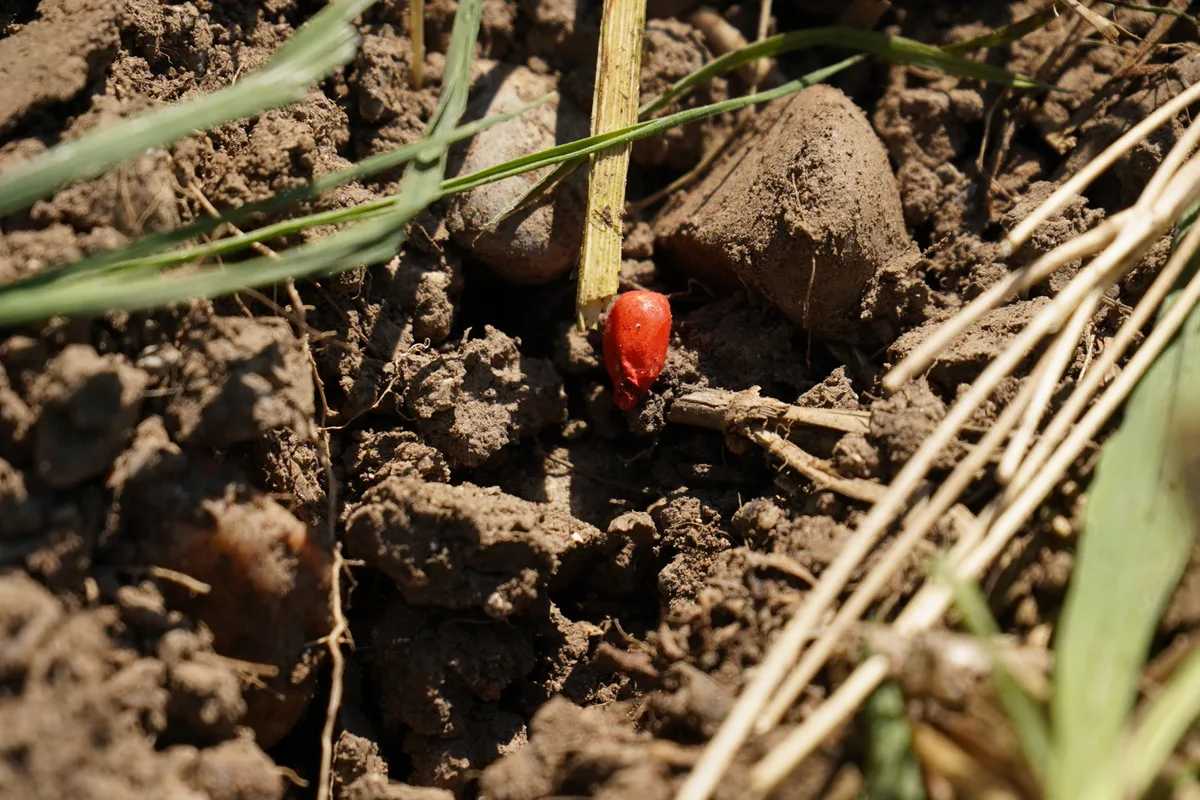 Ein Maiskorn auf einem Acker.